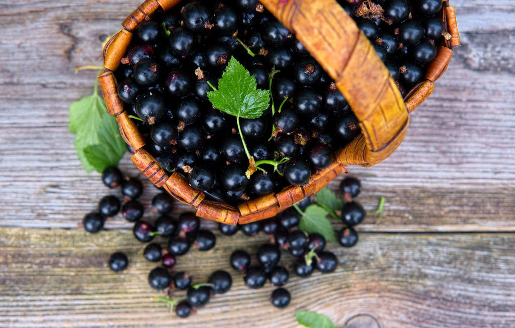 The composition of black currant and the benefits!